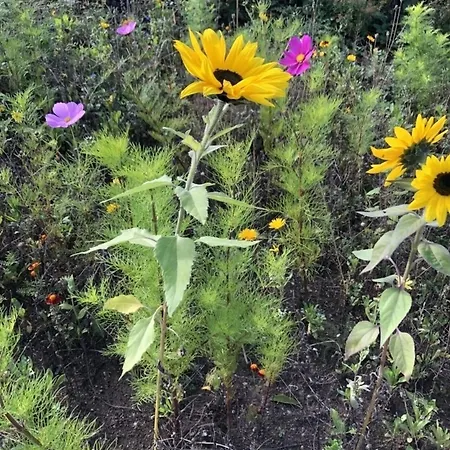 Appartement Mp 5 Meeresrauschen