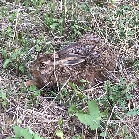 Mp 5 Meeresrauschen *